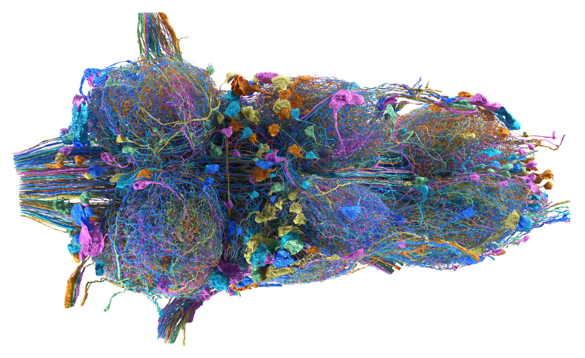Axo-Axonic Synapses on Descending Neurons in the Drosophila Ventral Nerve Cord
